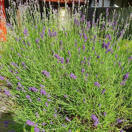 Resztowka Country house Polanica-Zdroj