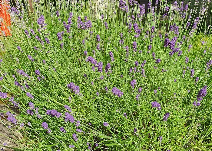 Resztówka Gospodarstwo wiejskie Polanica-Zdrój